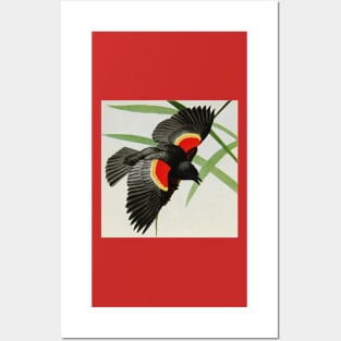 "Red-winged Blackbird" by Louis Agassiz Fuertes, 1919 Posters and Art